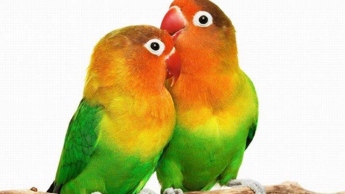 ilustrasi burung