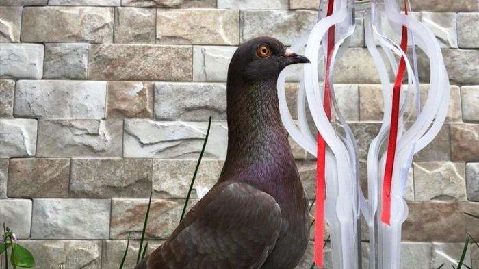 Jayabaya, burung merpati yang dibeli seharga Rp.1.000.000.000