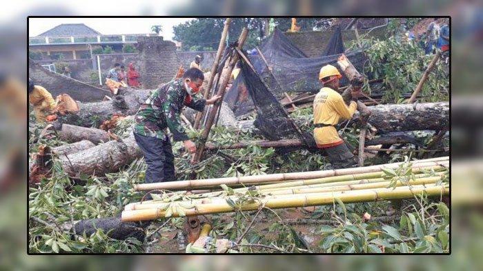 FOTO - Pohon tumbang di Kuningan hari ini Kamis (4/3/2021)
