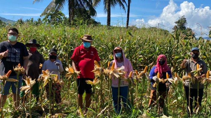 Gubernur Sulut, Olly Dondokambey dan putra sulungnya Rio Dondokambey panen jagung di Perkebunan Kolongan, Minahasa Utara, Senin (2/8/2021) pagi.
