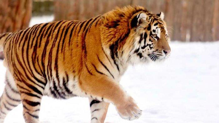 Penampakan Harimau Siberia