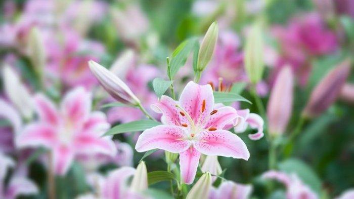 Ilustrasi bunga lily