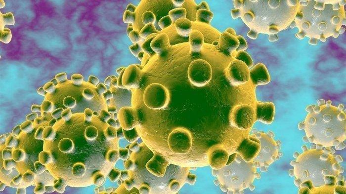 Ilustrasi coronavirus (duke.edu)