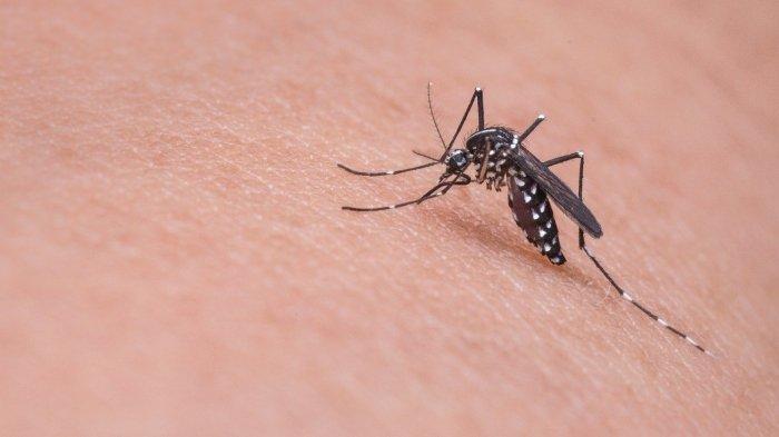 Ilustrasi Demam Berdarah yang disebabkan oleh Nyamuk Aedes aegypti