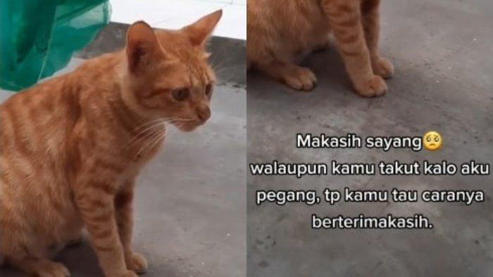Kisah perempuan diselamatkan kucing yang selalu diberi makan, menjadi viral di media sosial.