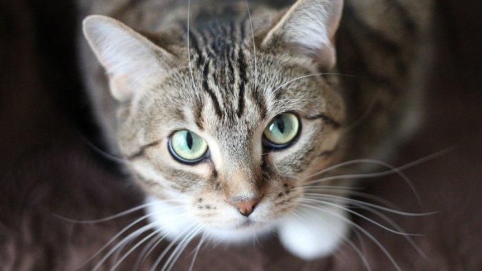 Ilustrasi kucing.