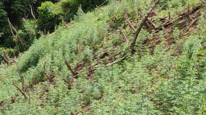 lahan ganja seluas 5 hektar di Sumatera
