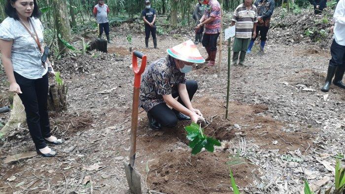 Penanaman perdana Kopi Arabika Mahawu, Kamis (8/4/2021).
