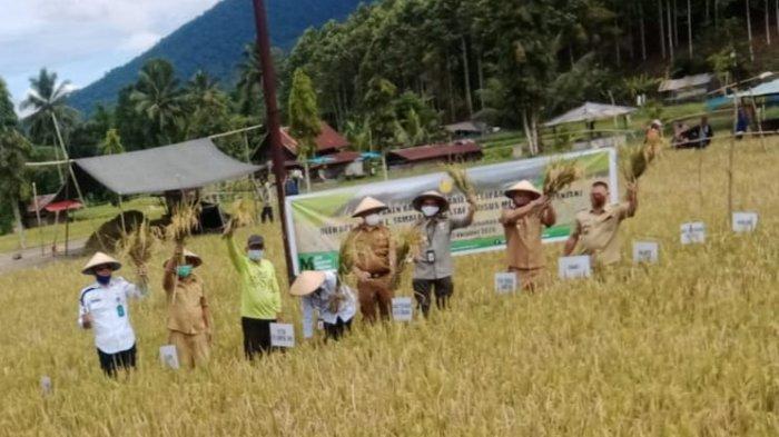 Panen Padi dilakukan Staf Khusus Mentan Yesiah Eri Tamalagi disela kunjungan di Kota Tomohon.