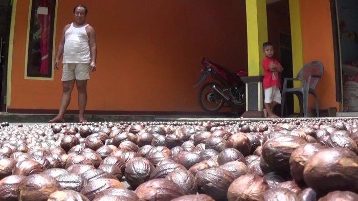 Warga Siau, Kabupaten Kepulauan Sitaro, menjemur buah pala di pekarangan rumah, Senin (21/1/2019).