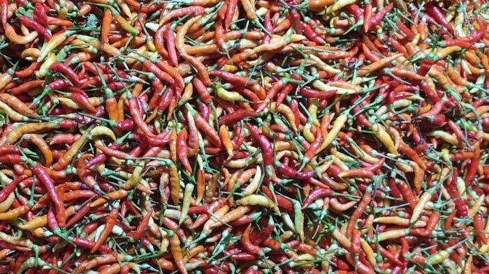 Update harga rica di Bolsel Sulut. Foto rica.