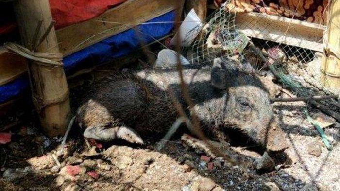 Babi yang bikin geger warga diamankan di Kelurahan Bedahan, Sawangan, Kota Depok, Selasa (27/4/2021).