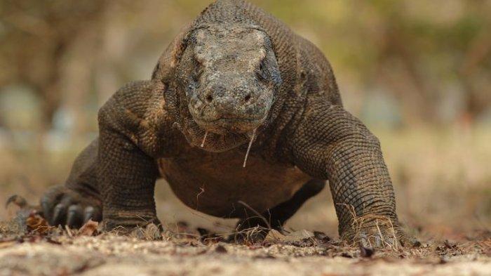 Berikut kronologi pemandu wisata digigit komodo, beruntung masih bisa diselamatkan.