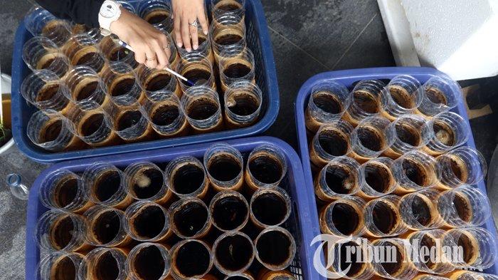 Nurul Qomariah memberi pangan ikan cupang hias ternaknya di Poison Betta Medan, Kamis (11/3/2021). Budidaya ikan cupang hias menjadi salah satu bisnis rumahan yang berkembang sejak pandemi Covid-19 melalui sistim pemasaran secara daring, dengan harga jual Rp 50 ribu hingga jutaan per ekor.