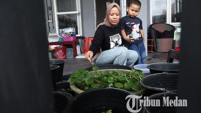Nurul Qomariah memberi pangan ikan cupang hias ternaknya di Poison Betta Medan, Kamis (11/3/2021). Budidaya ikan cupang hias menjadi salah satu bisnis rumahan yang berkembang sejak pandemi Covid-19 melalui sistim pemasaran secara daring, dengan harga jual Rp 50 ribu hingga jutaan per ekor.