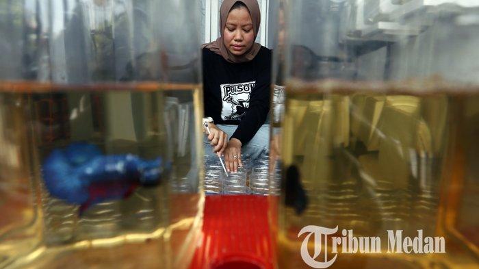 Nurul Qomariah memberi pangan ikan cupang hias ternaknya di Poison Betta Medan, Kamis (11/3/2021). Budidaya ikan cupang hias menjadi salah satu bisnis rumahan yang berkembang sejak pandemi Covid-19 melalui sistim pemasaran secara daring, dengan harga jual Rp 50 ribu hingga jutaan per ekor.