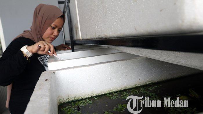 Nurul Qomariah memberi pangan ikan cupang hias ternaknya di Poison Betta Medan, Kamis (11/3/2021). Budidaya ikan cupang hias menjadi salah satu bisnis rumahan yang berkembang sejak pandemi Covid-19 melalui sistim pemasaran secara daring, dengan harga jual Rp 50 ribu hingga jutaan per ekor.