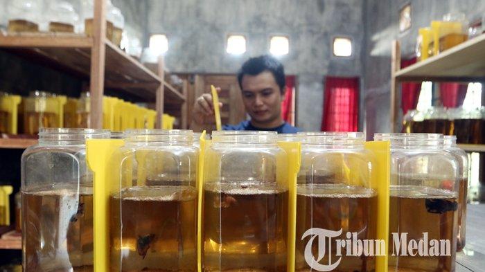 Kevin menyusun ikan cupang hias miliknya hasil budidaya di kediamannya, Binjai, Minggu (14/3/2021). Budidaya berbagai jenis ikan cupang hias di tempat tersebut mengalami peningkatan penjualan di saat pandemi Covid-19, dengan harga jual Rp 100 ribu hingga jutaan rupiah per ekor.