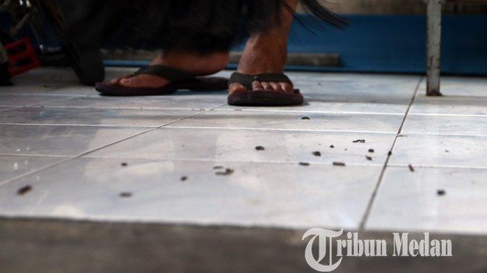 Warga membersihkan ulat yang menyerang pemukiman di Jalan Irian Barat, Gang Tawon, Deliserdang, Kamis (25/3/2021). Ribuan hama ulat tersebut menyerang sejumlah rumah, sehingga sangat menganggu kenyaman warga.