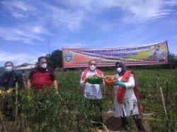 Gubernur Sumut Janjikan Bantuan ke Petani Karo saat Memanen Kentang di Desa Gung Pinto