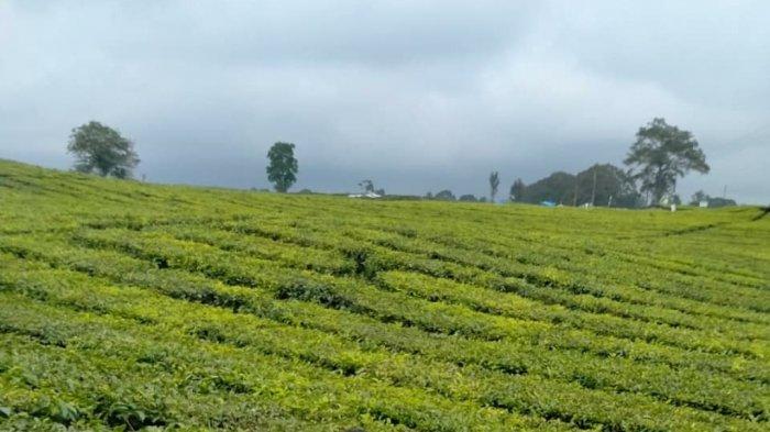 Pemandangan di Kebun Teh Sidamanik