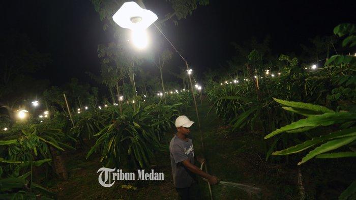 Petani memanfaatkan cahaya lampu pada tanaman buah naga di area pertanian Desa Tiga Pancur, Kecamatan Simpang Empat, Kabupaten Karo, Sumatera Utara, Rabu (24/2/2021).TRIBUN MEDAN/RISKI CAHYADI