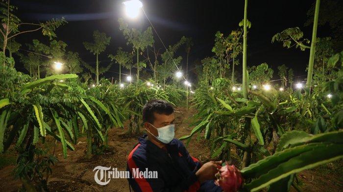 Petani memanfaatkan cahaya lampu pada tanaman buah naga di area pertanian Desa Tiga Pancur, Kecamatan Simpang Empat, Kabupaten Karo, Sumatera Utara, Rabu (24/2/2021).TRIBUN MEDAN/RISKI CAHYADI
