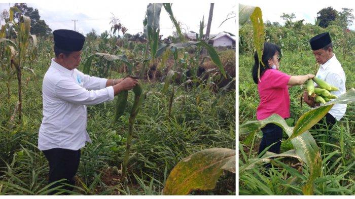 H-1 Pilkada Kabupaten Simalungun, Calon Bupati Radiapoh Hasiholan Sinaga dan istri jalani aktivitas mulai dari ziarah, ke gereja hingga panen jagung di Tigarunggu, Kecamatan Purba, Kabupaten Simalungun, Selasa (8/12/2020).