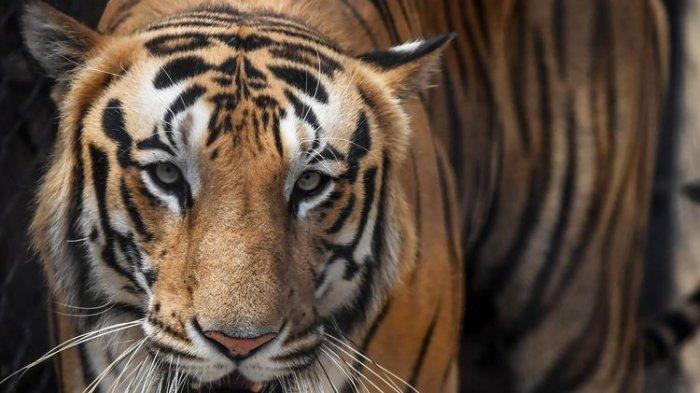 Seekor harimau ditempatkan di kandang saat dilakukan penyemprotan disinfektan oleh petugas kebun binatang Alipore Zoological Garden di Kolkata, India, 8 April 2020.