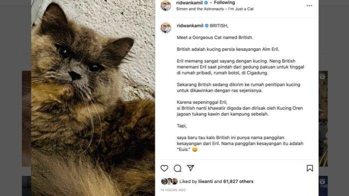 British, kucing kesayangan Eril