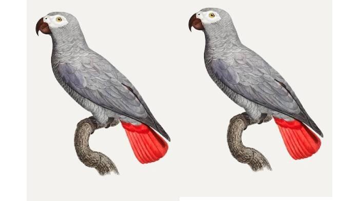 Ilustrasi burung jenis beo abu-abu Afrika, pemilik rela keluar belasan juta