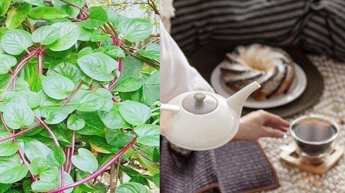 Ilustrasi daun binahong dan seduhan obat herbal