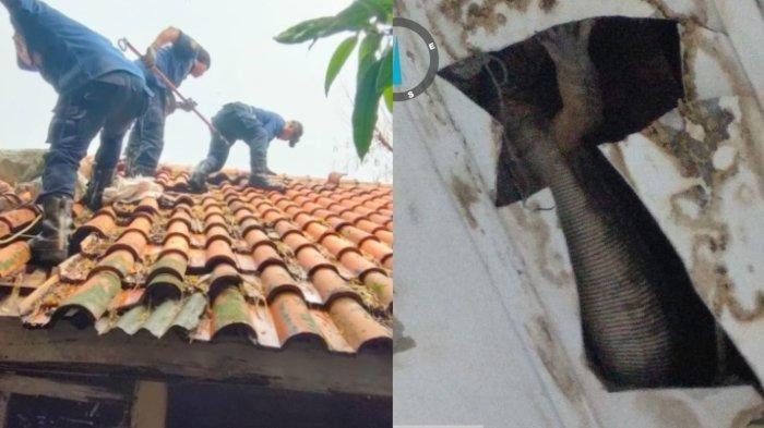 Petugas damkar berusaha mengevakuasi biawak dari rumah penjaga sekolah di SDN 25 Pagi, Kemanggisan, Palmerah, Jakarta Barat, Rabu (22/6/2022).