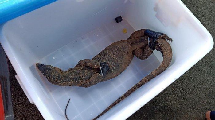 Sosok bercakar alias biawak dievakuasi petugas damkar dari rumah penjaga sekolah di SDN 25 Pagi, Kemanggisan, Palmerah, Jakarta Barat, Rabu (22/6/2022).