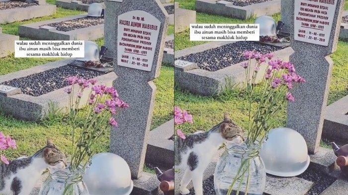 Viral video seekor kucing mengunjungi makam Ainun, sang perekam ungkap kekaguman