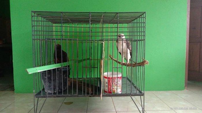 Sebanyak 2 ekor elang brontok yang diselamatkan petugas kepolisian dan diserahkan ke KSDA Resor Agam, Senin (6/9/2021).