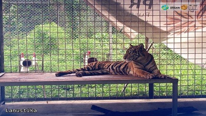 Harimau Sumatera Lanustika yang terlibat konflik dengan manusia saat berada di PR-HSD ARSARI Dharmasraya, Sumatera Barat (Sumbar).