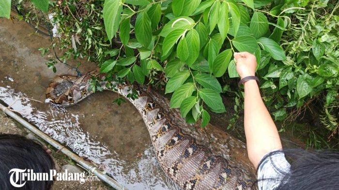 Seekor ular piton dengan perut buncit ditemukan warga di Lubuk Begalung Kota Padang, Sumatera Barat, Sabtu (9/1/2021).