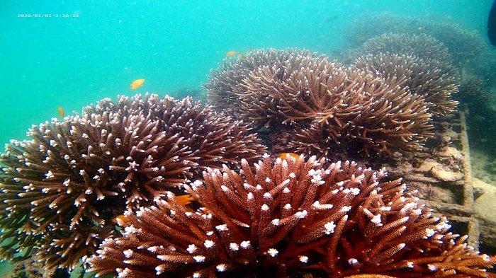 Terumbu karang dan rumput laut di perairan Pariaman, Provinsi Sumatera Barat