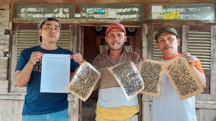 Warga menunjukkan ribuan lalat yang dijebak menggunakan kertas lem, Ribuan ini menyerbu rumah warga Jorong Koto Tingga Nagari Sirukam Kecamatan Payung Sekaki Kabupaten Solok, Sumatera Barat