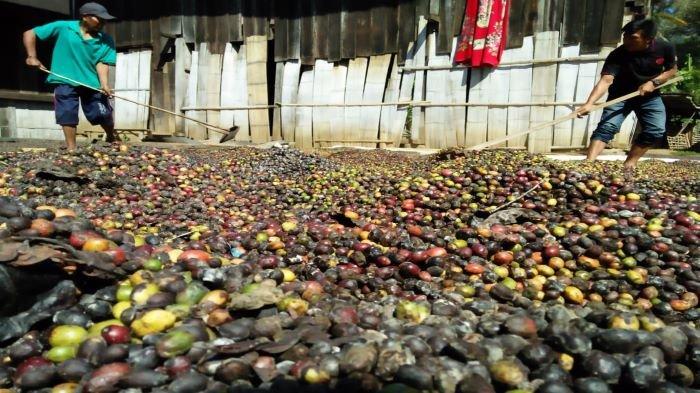 Harga Biji Kopi Petani OKUS Masih Rendah, Pengaruh  Beberapa Faktor Berikut Ini