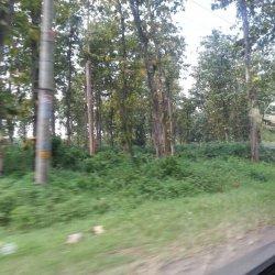 Menyimak Sejenak Cerita Mistis di Kawasan Tengah Hutan Jati Pemalang
