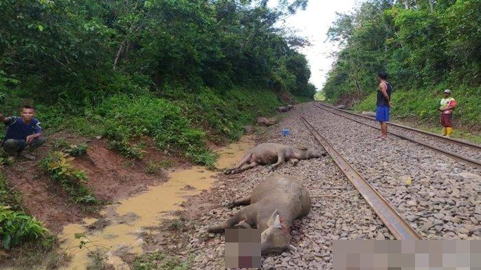 Beberapa mayat kerbau yang tergeletak di dekat rel kereta api kawasan Kecamatan Peninjauan, Kabupaten OKU.