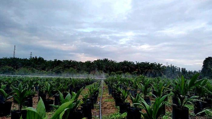 Metode ini memerlukan selang Drive dan mesin diesel, cara pengoperasiannya dengan menghidupkan mesin diesel lalu air di alirkan ke selang Drive dan air akan keluar sendiri untuk menyiram tanaman sawit dalam polybag tersebut.