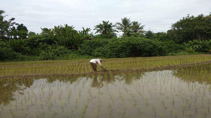 Petani di Tanjung Harapan Kelurahan Moneng Sepati, Kecamatan Lubuklinggau Selatan II Kota Lubuklinggau saat sedang melakukan pembersihan rumput di sawah miliknya.