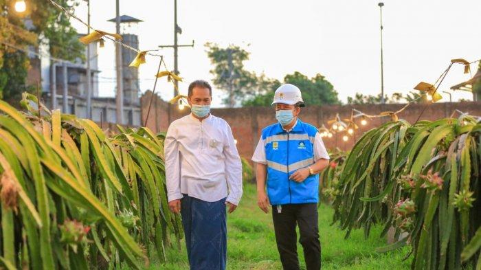 Senyum Agus Mulyohadi petani buah naga di Pacet, Mojokerto kian merekah. Keuntungannya naik hingga tiga kali lipat sejak memanfaatkan listrik PT PLN (Persero) melalui program Electrifying Agriculture