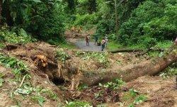 Dalam Waktu Sepekan, Terjadi Tiga Bencana Pohon Tumbang dan Tanah Longsor di OKU Selatan