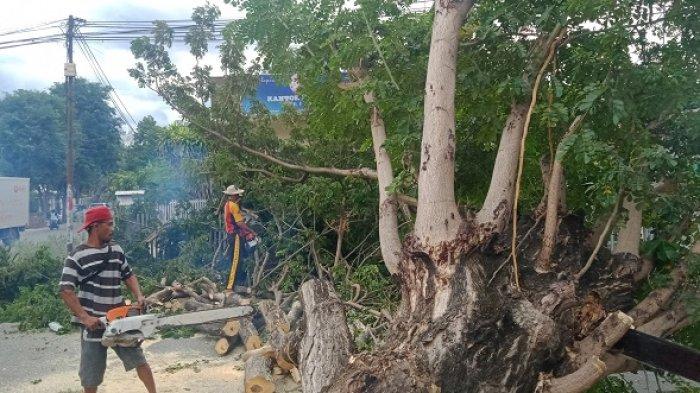 Petugas membersihkan pohon tumbang di Jl Veteran Palu, Minggu (14/2/2021) siang.