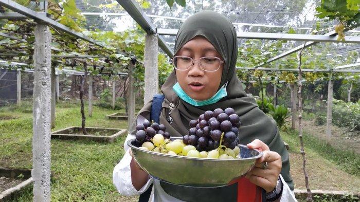 Wisata agrowisata Pua Mbaso Farm & Garden di Jl Gunung Gawalise, Kelurahan Duyu, Kecamatan Tatanga, Kota Palu, Sulawesi Tengah, Sabtu (15/5/2021).