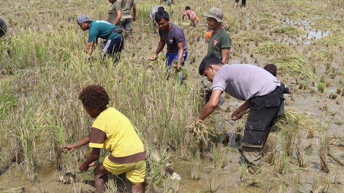 Mewujudkan kesejahteraan bagi warga Kabupaten Yahukimo, Personel Satgas Preventif dan Satgas Binmas Ops Damai Cartenz-2022 melaksanakan program kasuari panen padi diatas lahan seluas 1 hektare